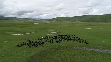 草原上放个牦牛是种什么体验视频的预览图